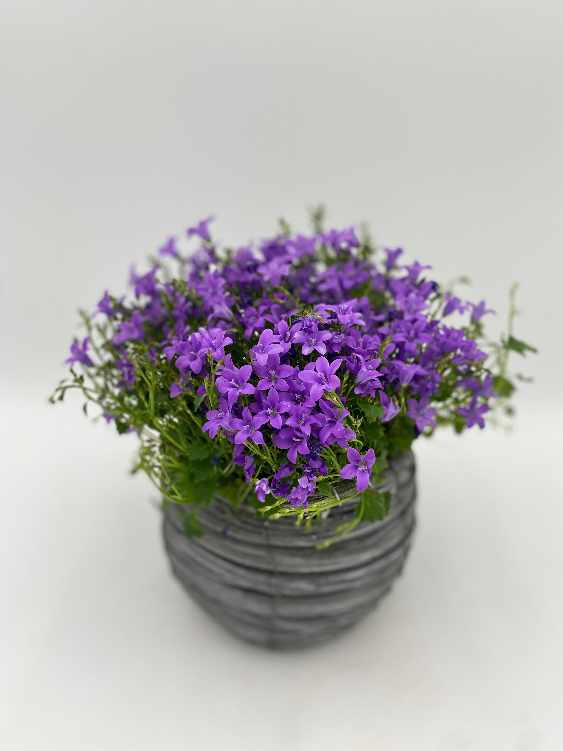 Eine Glockenblume mit vielen Blüten in einem Korb auf weißem Hintergrund