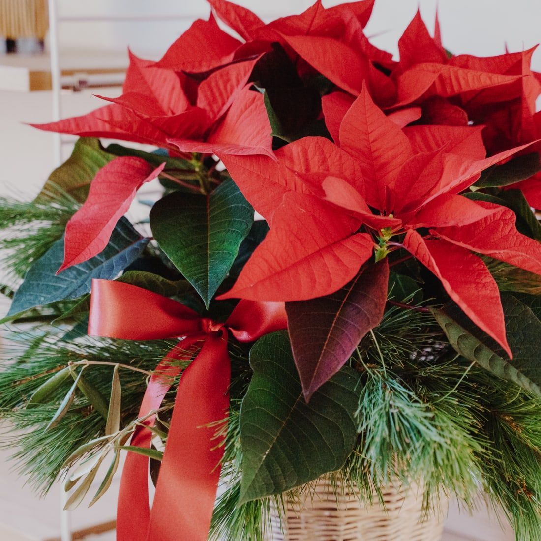 Weihnachtsstern geschmückt