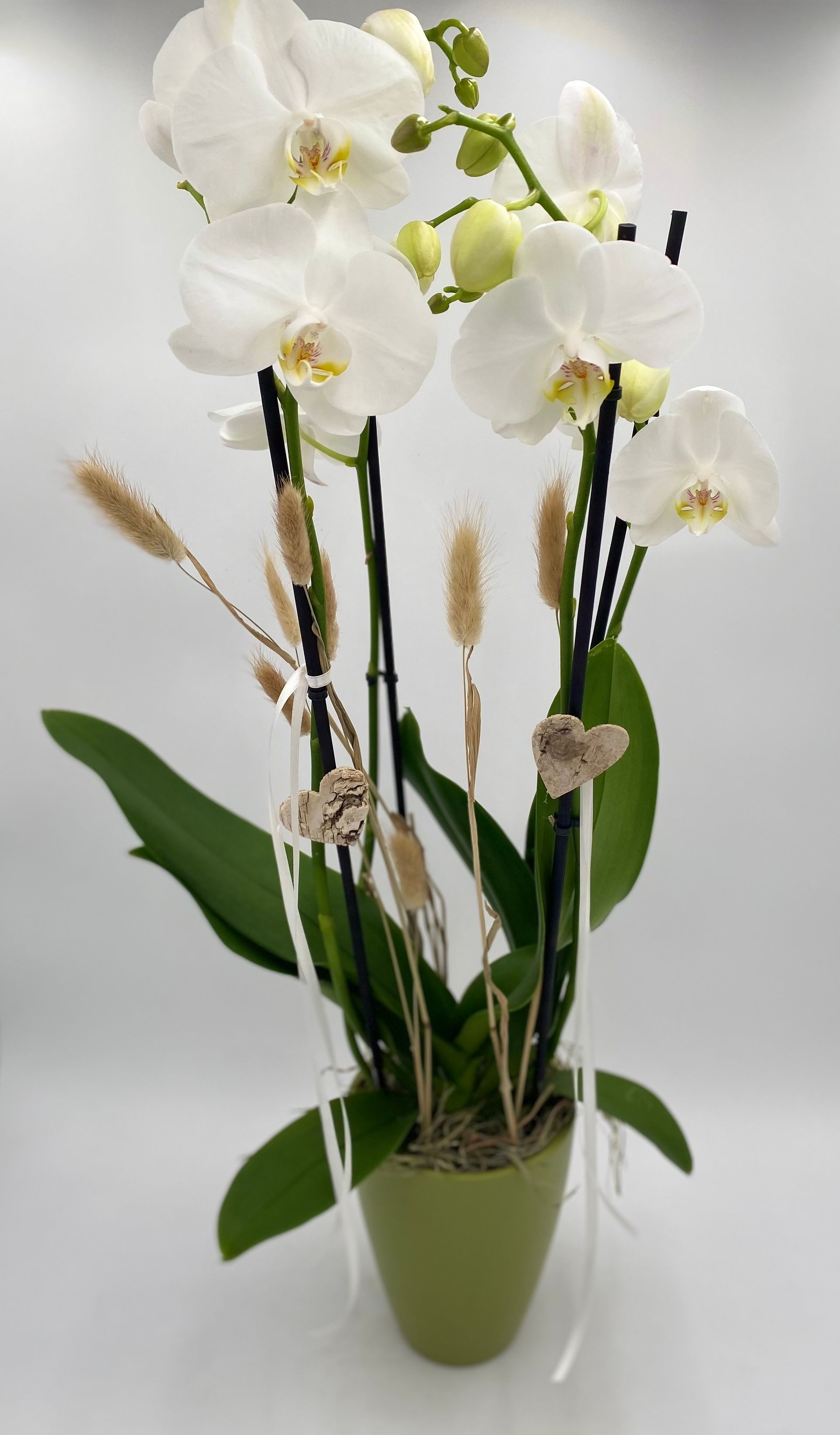 Orchidee mit Übertopf