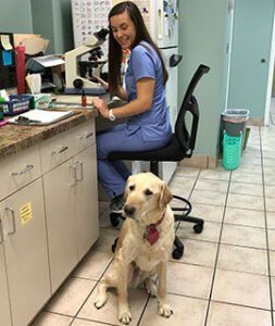 In House Laboratory Wellesley Animal Hospital Richmond Va In House Laboratory Wellesley Animal Hospital Richmond Va