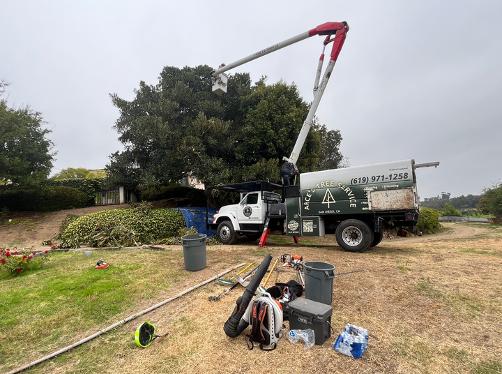 tree trimming cost