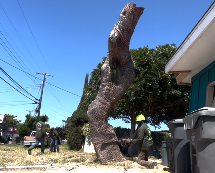 tree cutting near me