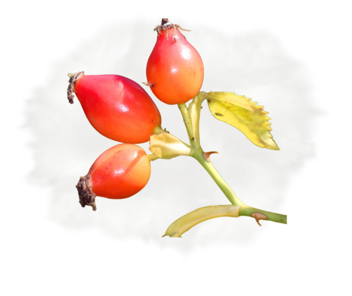 Wildes Allerlei Home