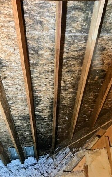 A wall with mold growing on it in a basement under construction.