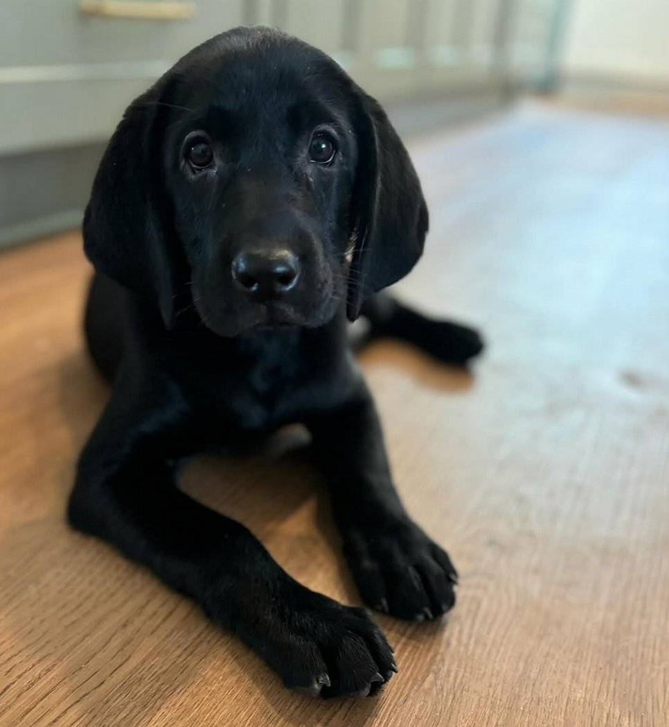 A black puppy is laying on a wooden floor and looking at the camera.