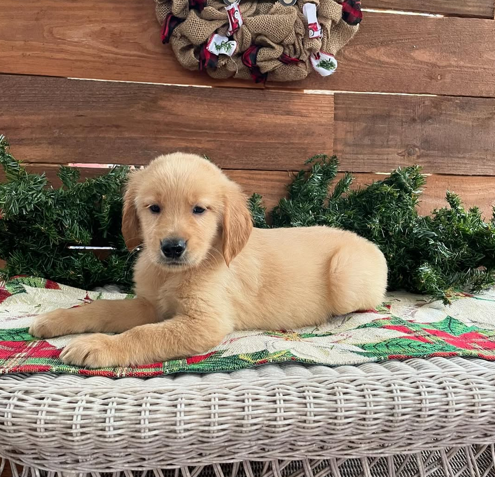 A puppy is laying on a wicker bench in front of a christmas wreath.