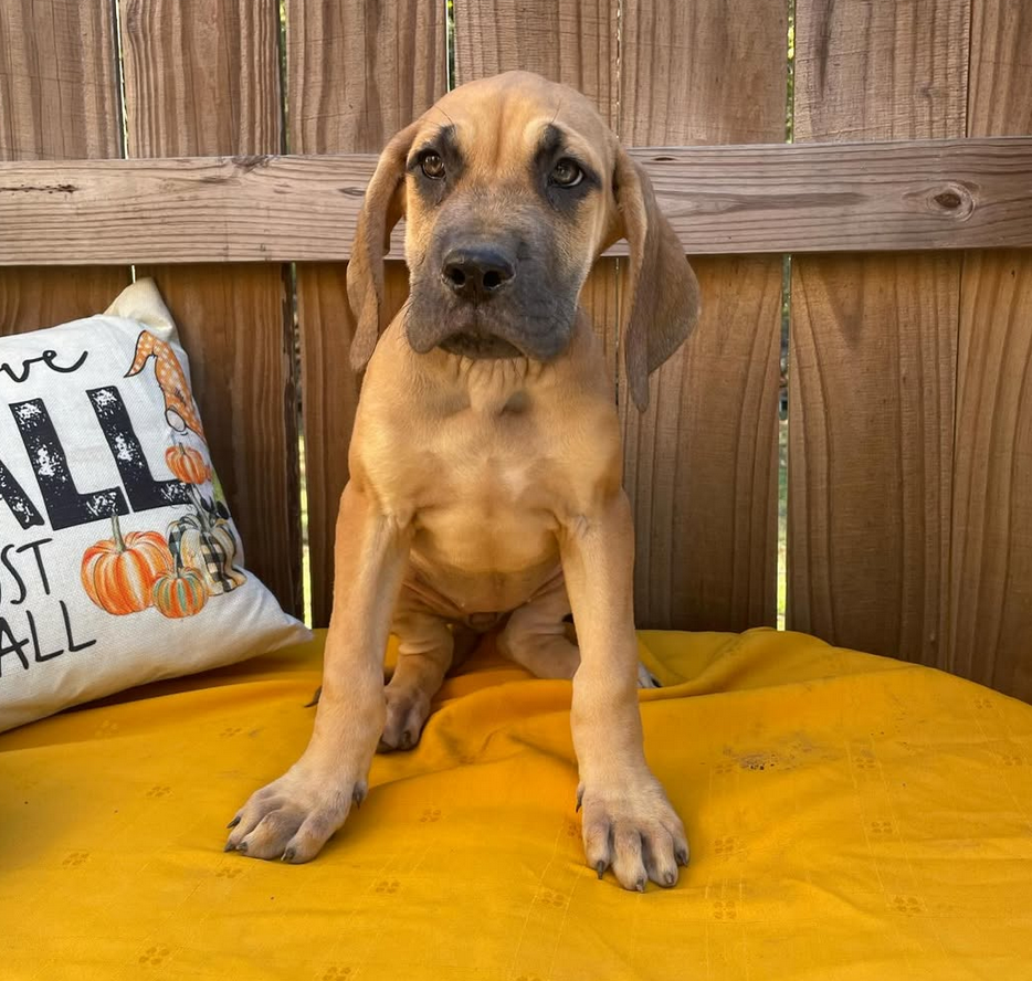 A puppy is sitting on a yellow blanket next to a pillow that says 