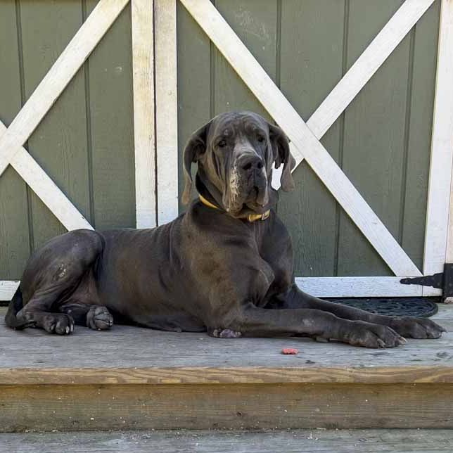 A dog is laying on a wooden step in front of a barn door