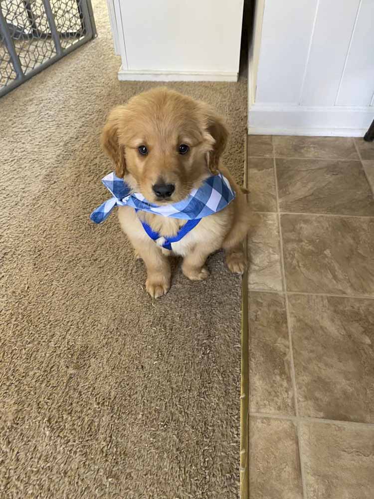 A puppy wearing a blue and white plaid bandana is sitting on the floor.