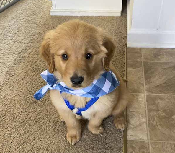 A golden retriever puppy wearing a blue and white plaid bandana and harness.