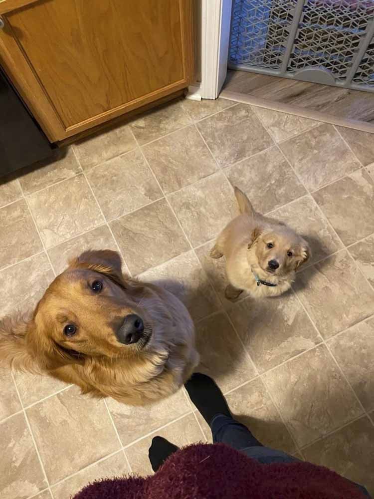 A dog and a puppy are standing next to each other on a tiled floor.