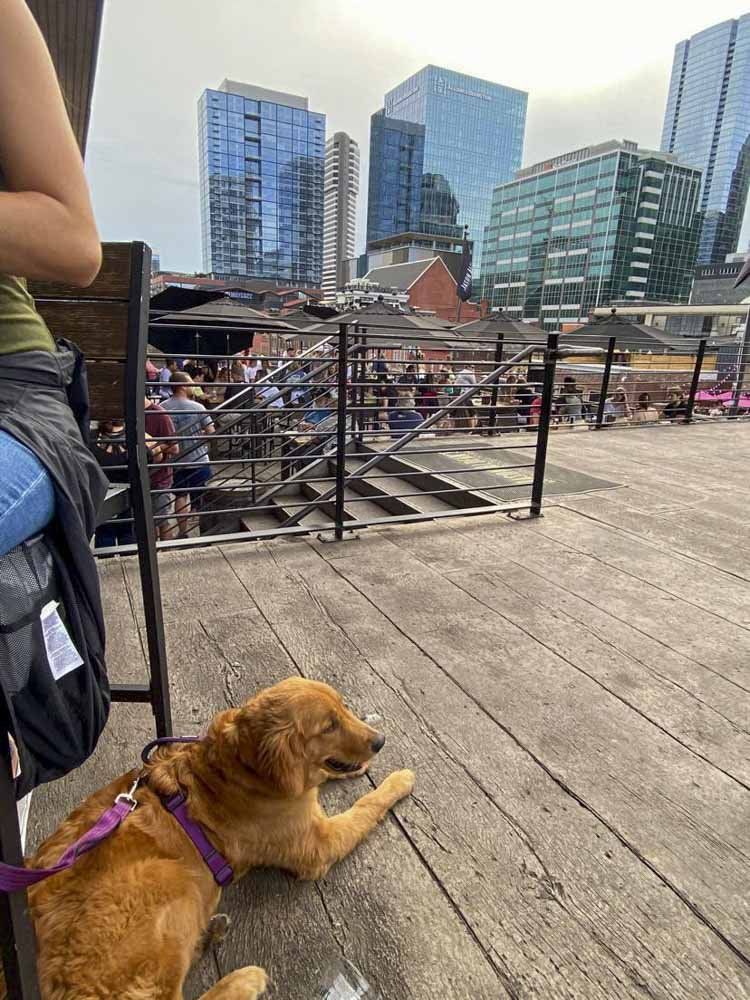 A dog is laying on a wooden deck next to a person.