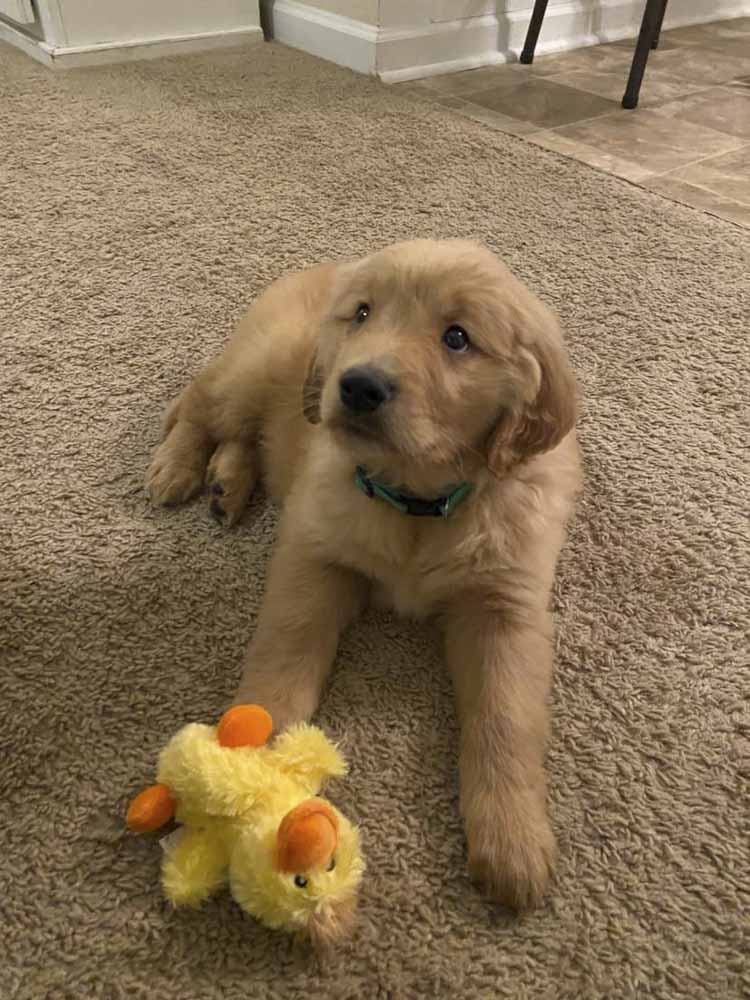 A puppy is laying on the floor next to a stuffed duck.