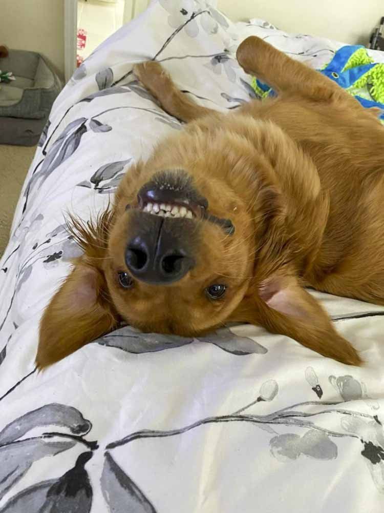 A brown dog is laying on its back on a bed.
