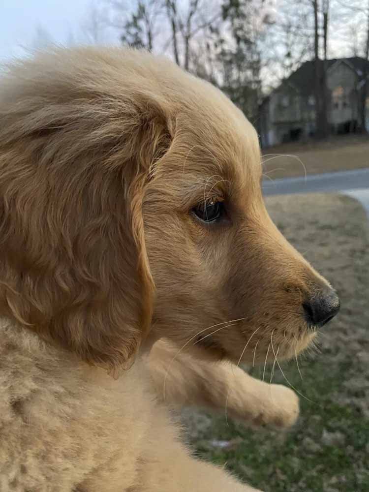 A close up of a golden retriever puppy looking out a window.