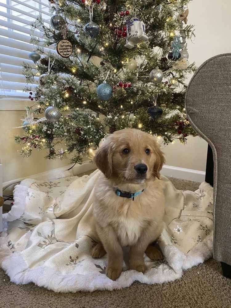 A puppy is sitting on a blanket in front of a christmas tree.