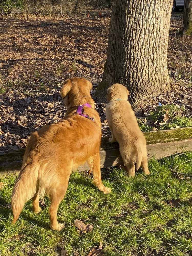 A dog and a puppy are standing next to each other in the grass.
