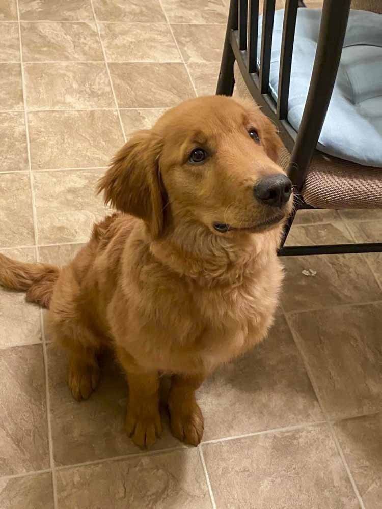 A brown dog is sitting on a tiled floor next to a chair.