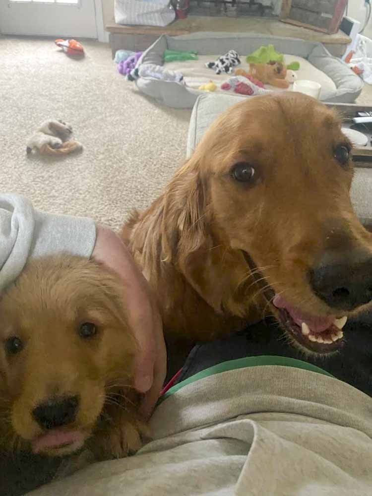 Two dogs are laying on a person 's lap in a living room.