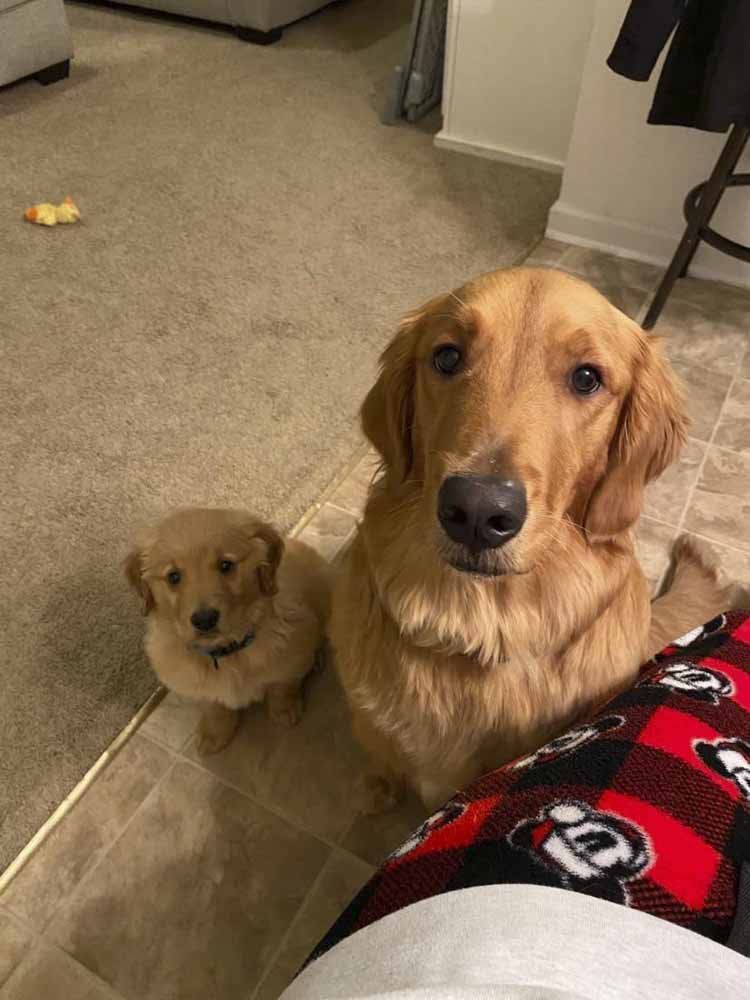 A dog and a puppy are sitting next to each other in a living room.