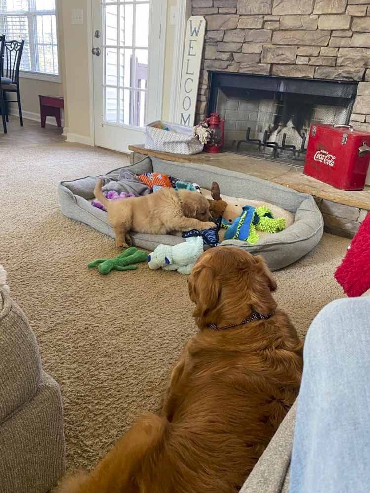 Two dogs are laying in a dog bed in a living room next to a fireplace.