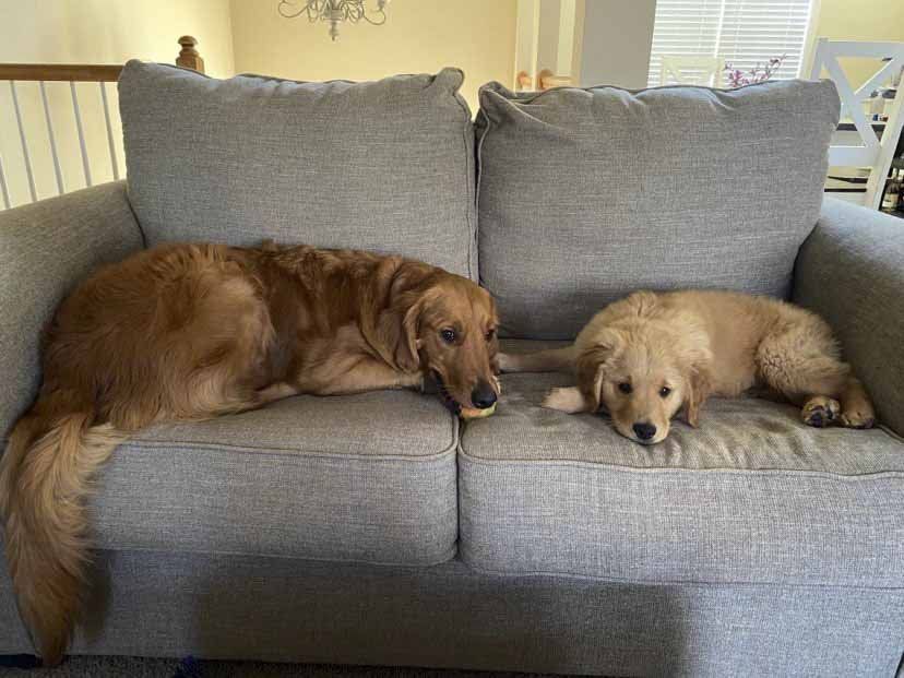 Two dogs are laying on a couch in a living room.