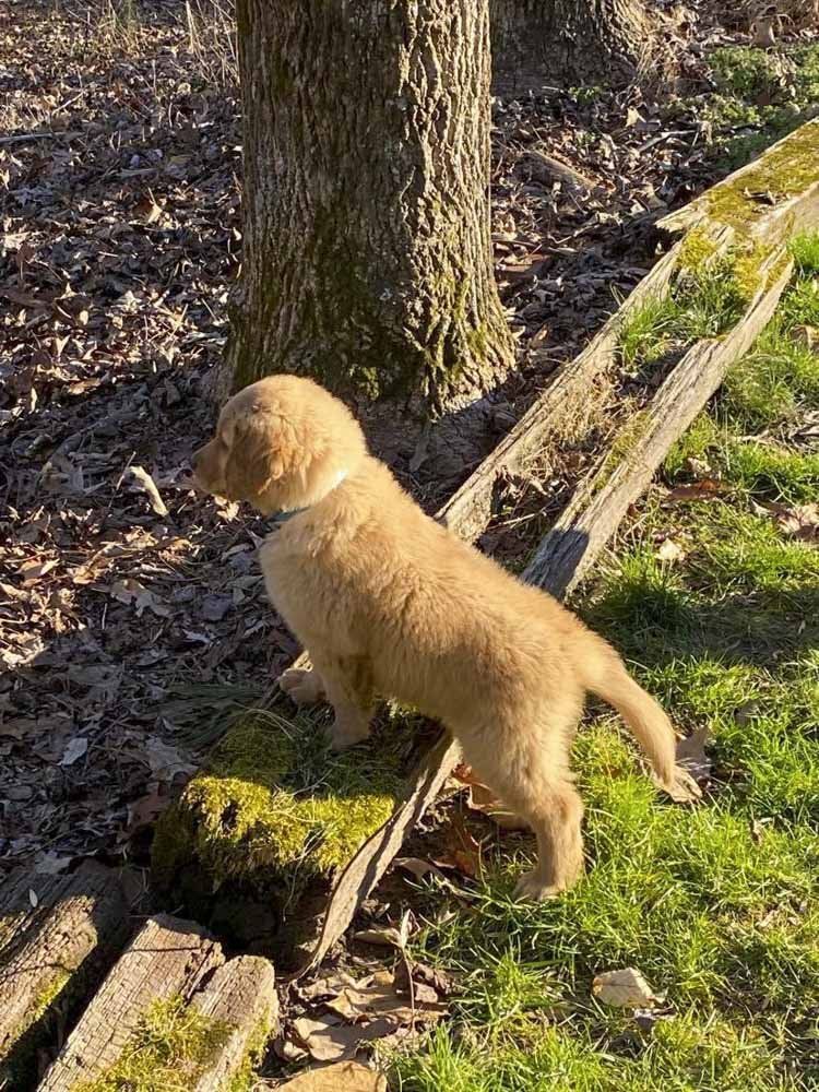 A puppy is standing next to a tree in the grass.