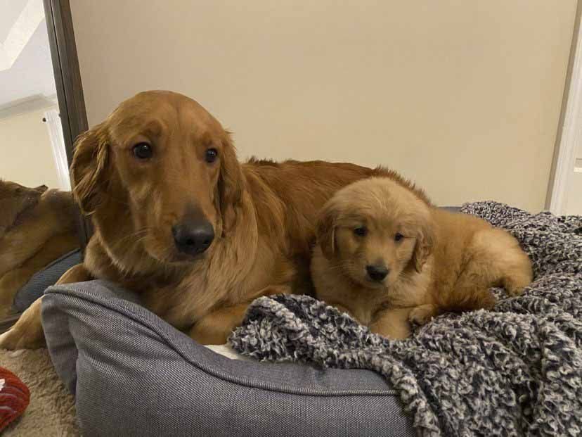 A dog and a puppy are laying in a dog bed.