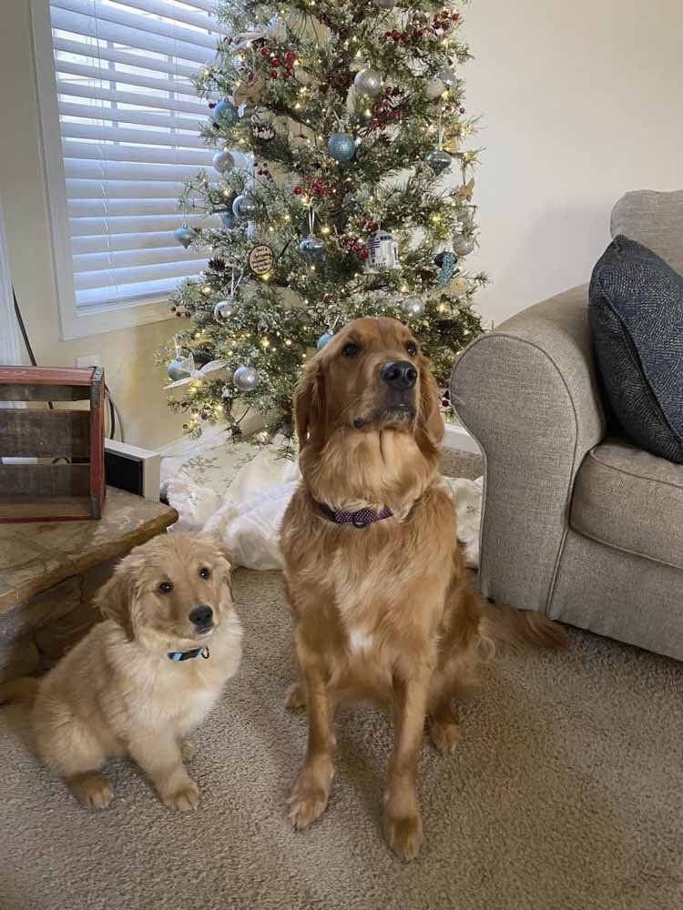 Two dogs are sitting next to each other in front of a christmas tree.