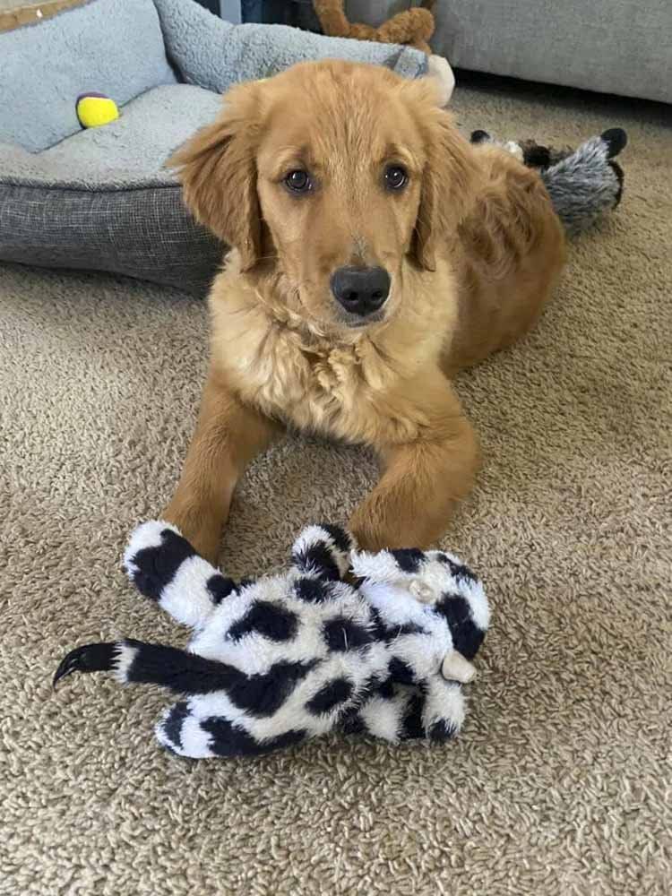 A puppy is laying on the floor next to a stuffed animal.