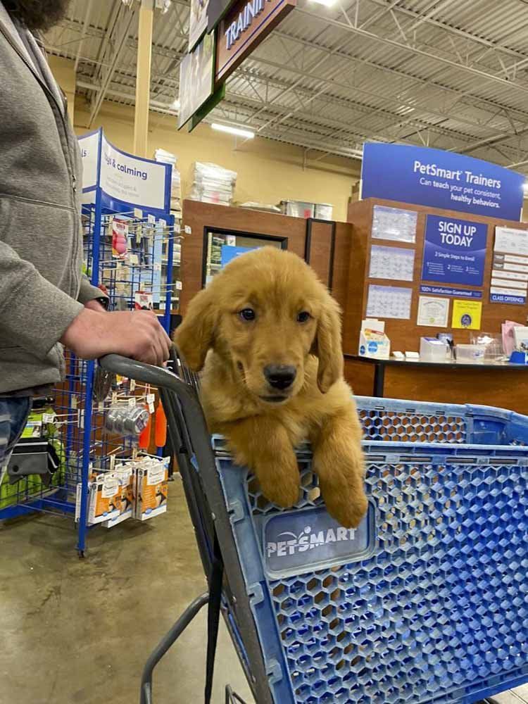 A puppy is sitting in a shopping cart at a petsmart store.