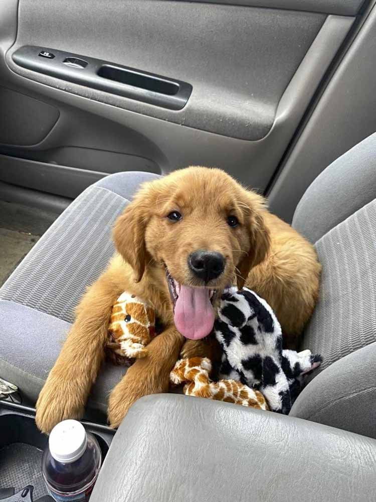 A puppy is sitting in the back seat of a car holding a stuffed animal.