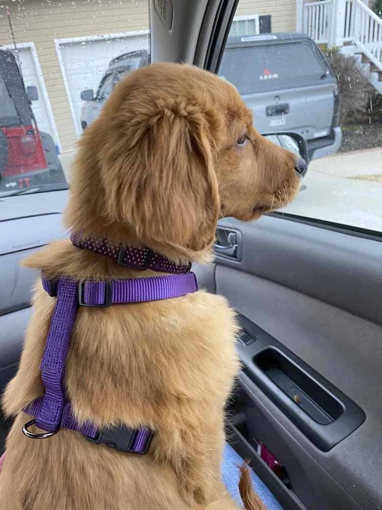 A dog wearing a purple harness and collar is sitting in a car.
