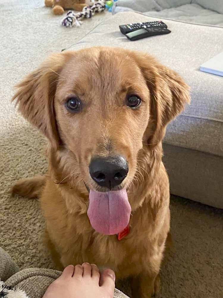 A golden retriever puppy is sitting on the floor next to a person 's foot.