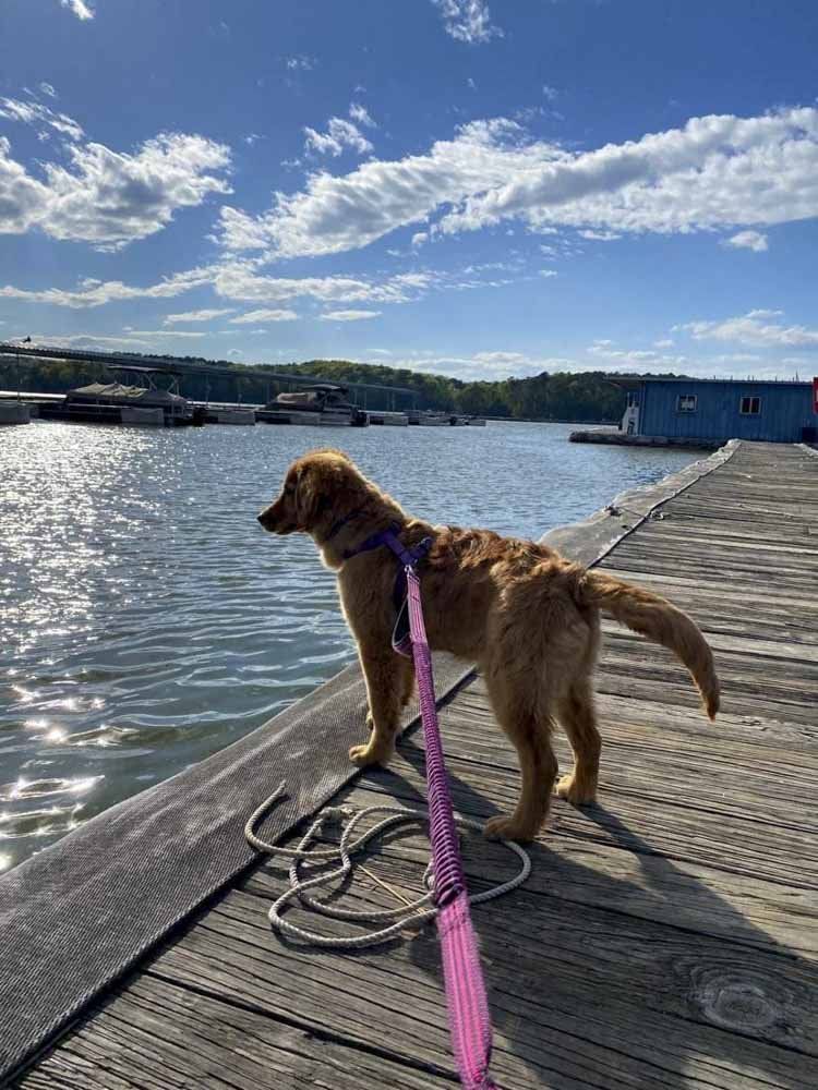 A dog is standing on a dock next to a body of water.