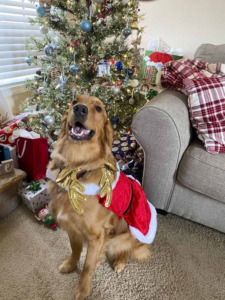 A dog dressed as santa claus is standing in front of a christmas tree.
