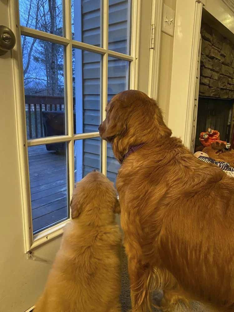 Two dogs are looking out of a window.
