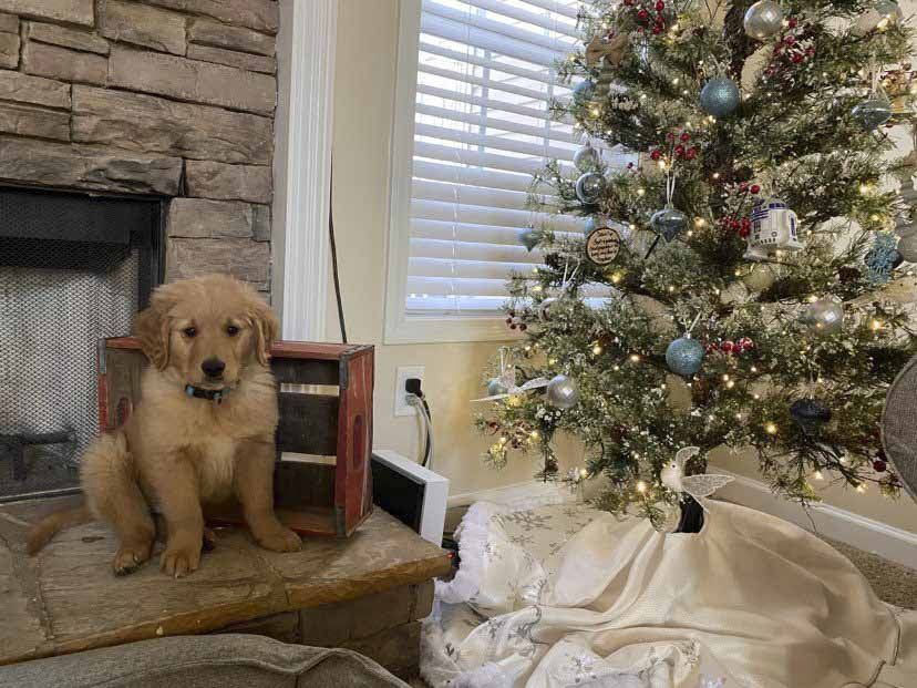 A puppy is sitting on a mantle next to a christmas tree.