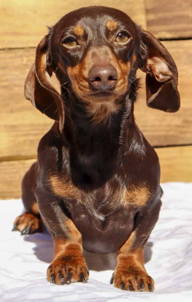 A brown and tan dachshund is laying down on a white blanket.