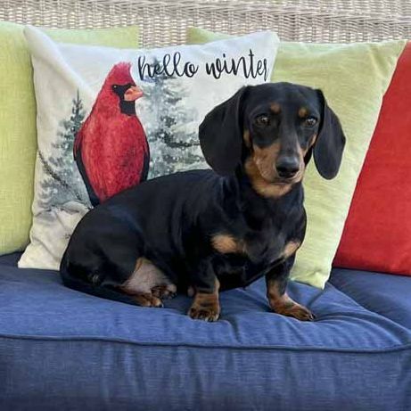 A black and brown dachshund is sitting on a blue couch with pillows.