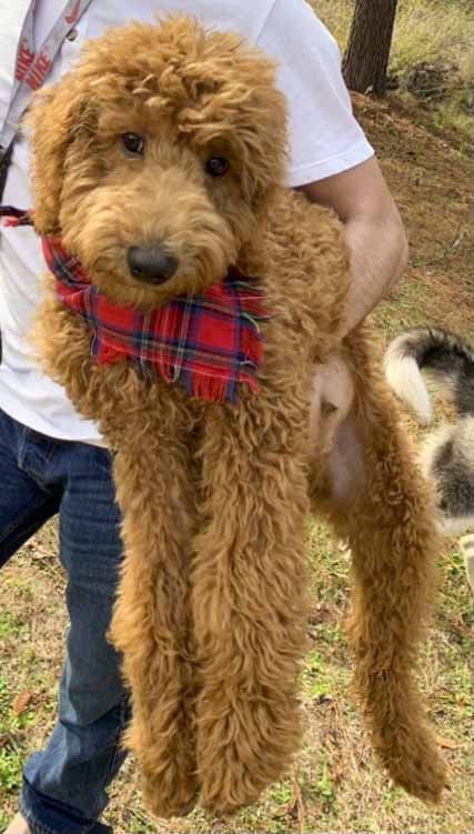 A person is holding a small brown dog wearing a plaid bandana.