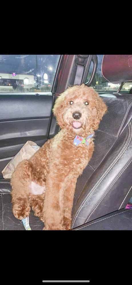 A small brown dog is sitting in the back seat of a car.