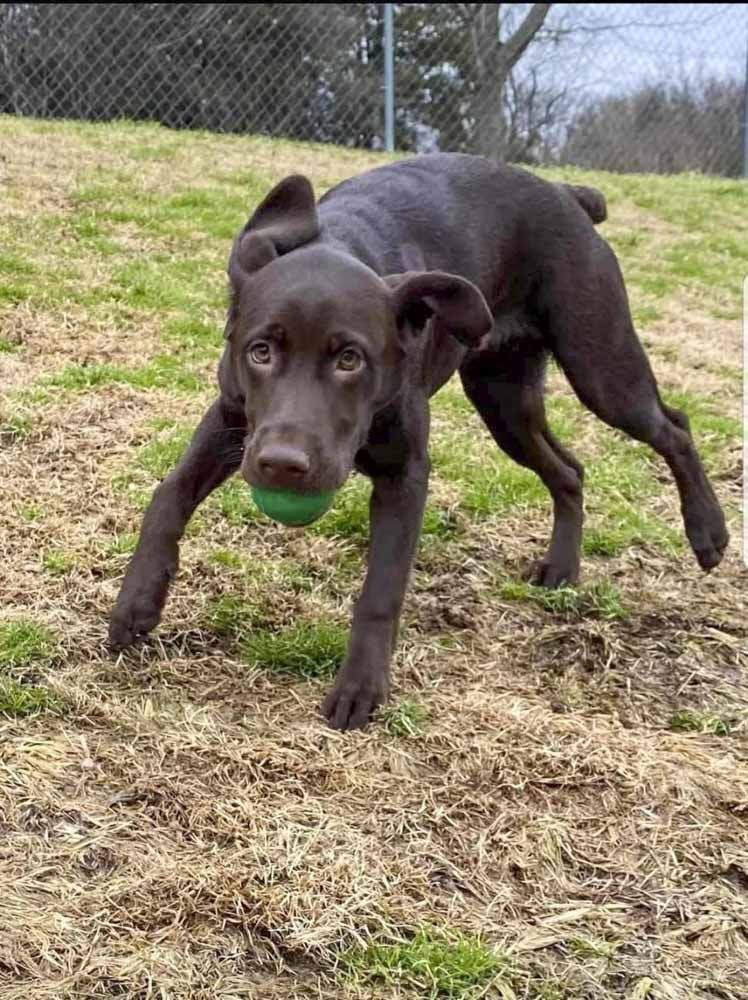 A brown dog is playing with a green ball in the grass.