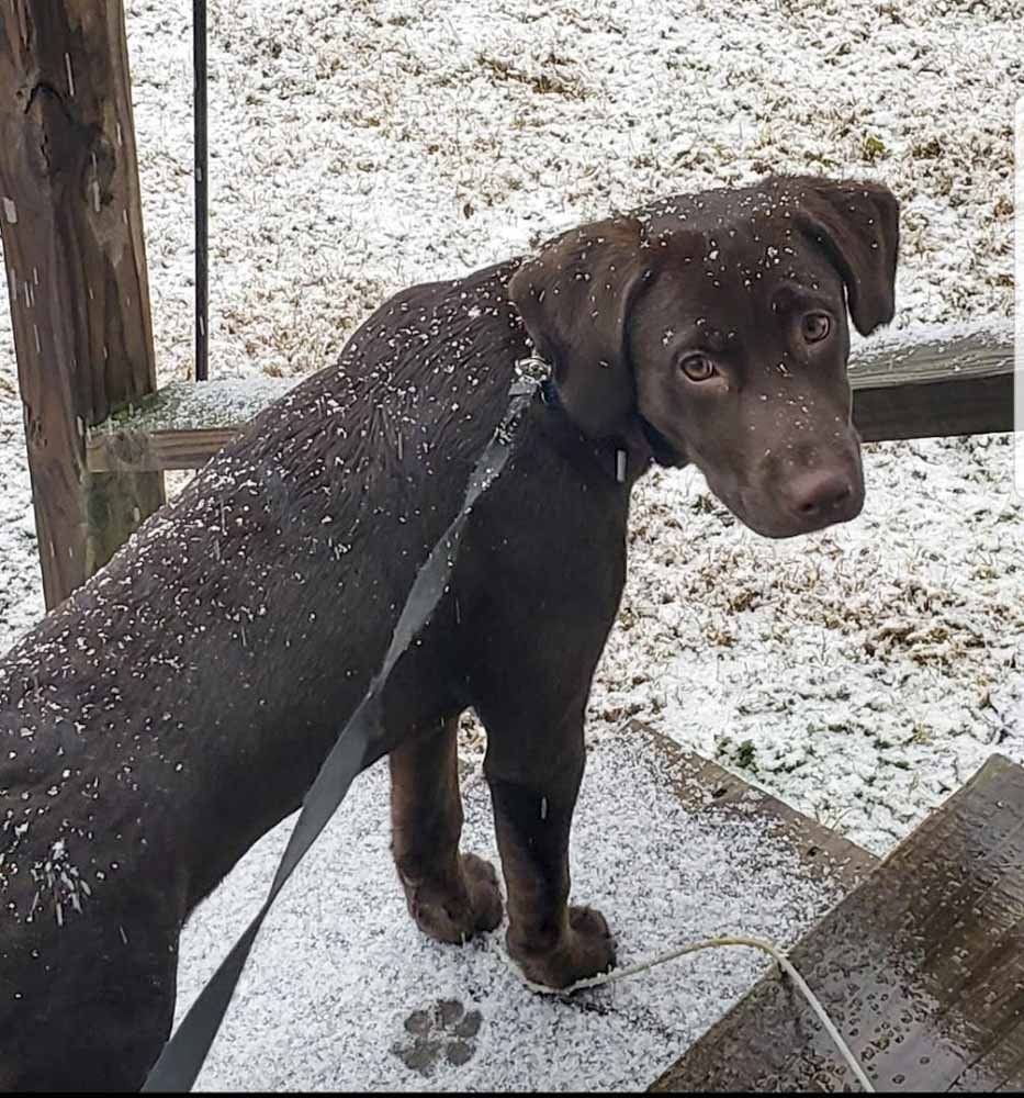A brown dog on a leash standing in the snow