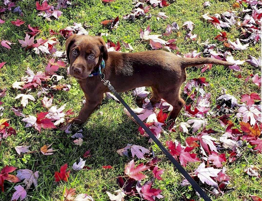 A brown puppy is walking on a leash in a field of leaves.