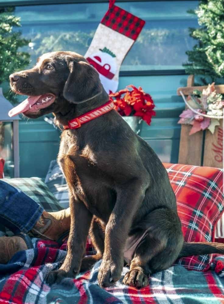 A dog is sitting on a blanket with a christmas stocking on its head.
