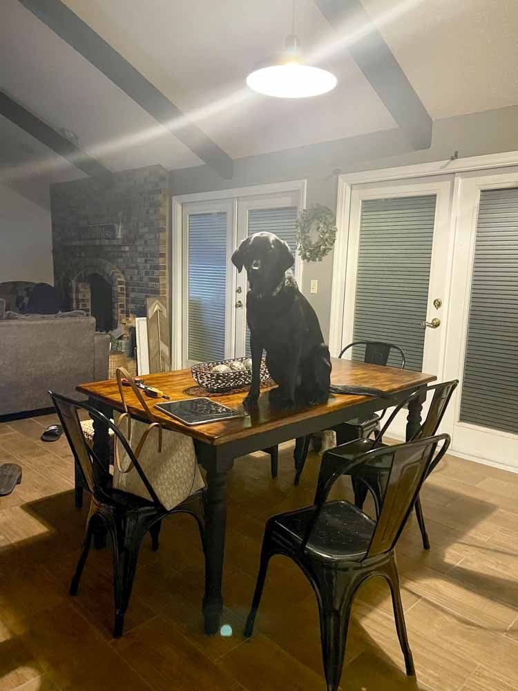A black dog is sitting on a wooden table in a living room.