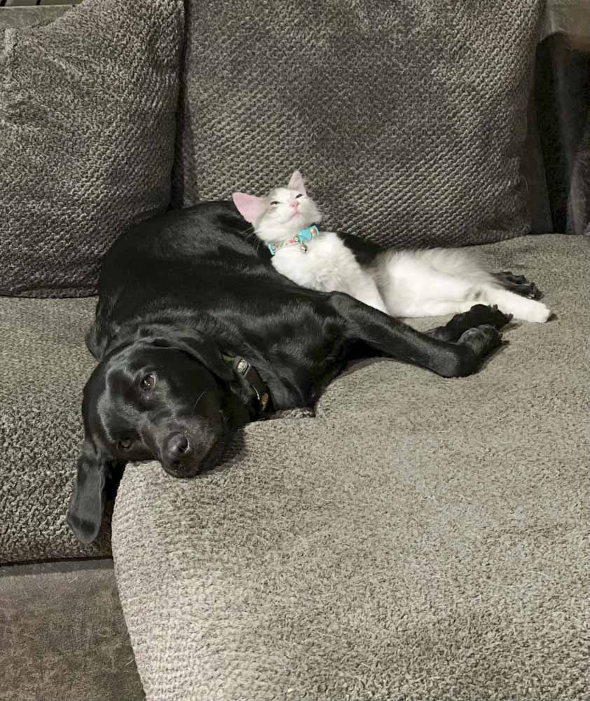 A black dog and a white cat are laying on a couch.
