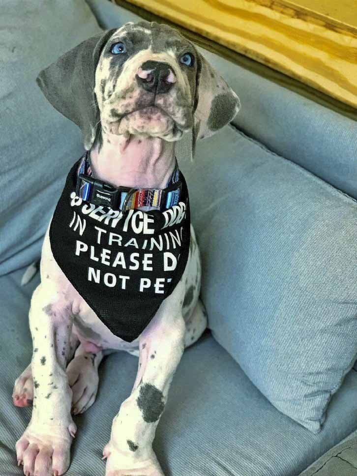 A dalmatian puppy wearing a bandana that says please do not pe