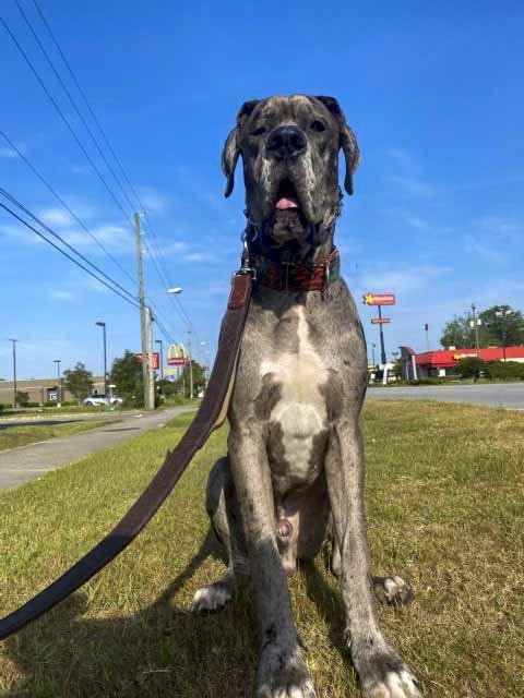 A large dog is sitting on the grass on a leash.